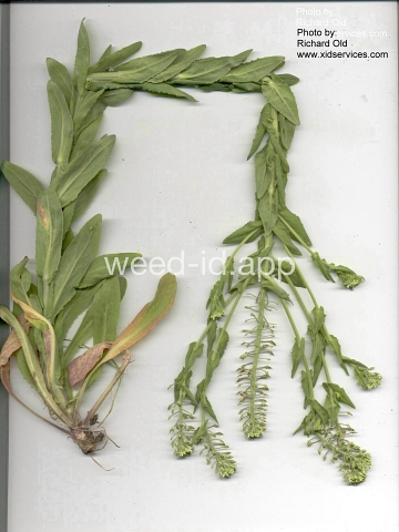 pepperweed, field